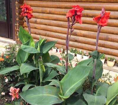 Буффет кафе