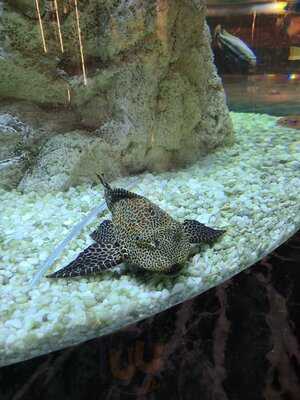 Ресторан Sea, Signora