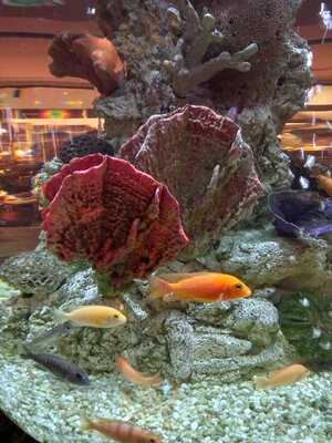 Ресторан Sea, Signora