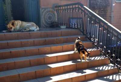 Монастырская Tрапеза