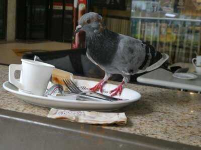 The Coffee Bean & Tea Leaf