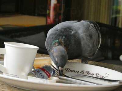 The Coffee Bean & Tea Leaf