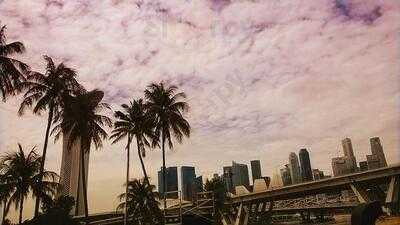 Royal Palm - Clarke Quay