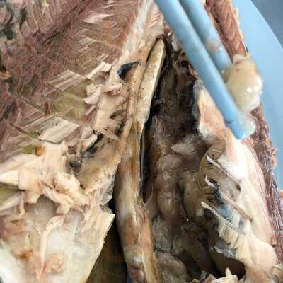 Seng Kee Bak Kut Teh