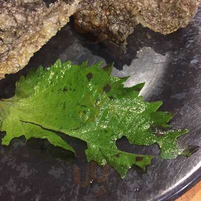 Sushi Goshin By Akashi