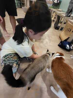 The Cat Cafe - The Rail Mall