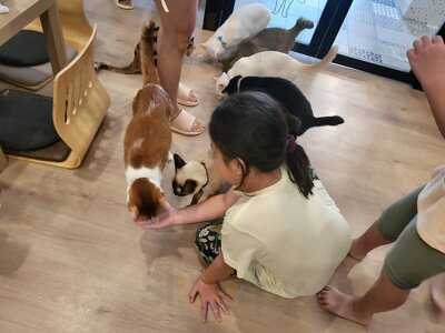 The Cat Cafe - The Rail Mall