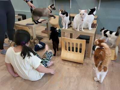 The Cat Cafe - The Rail Mall