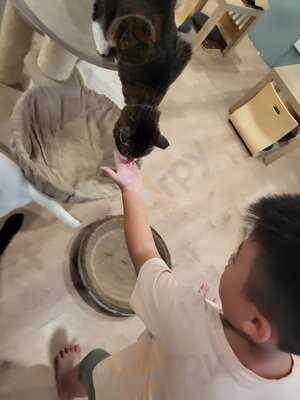 The Cat Cafe - The Rail Mall