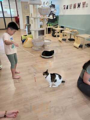 The Cat Cafe - The Rail Mall
