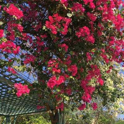 จิตรโภชนา ซีฟู๊ด