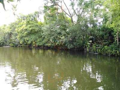 ข้าวเม่า-ข้าวฟ่าง