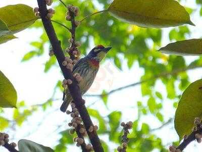 ทิรามิสุ เฮาส์