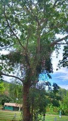 แป้นเกล็ด คอฟฟี่