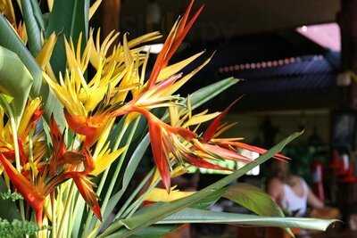 เดอะ มิสตี้ เรสเตอรองท์