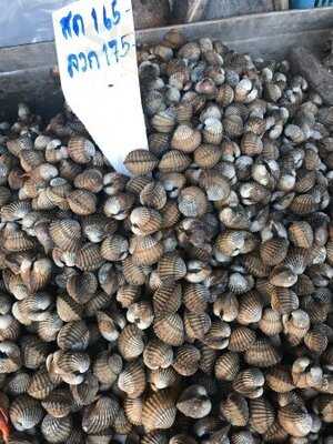 ป้ายาหอยสดสุราษฏร์ธานี