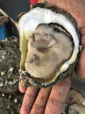 ป้ายาหอยสดสุราษฏร์ธานี