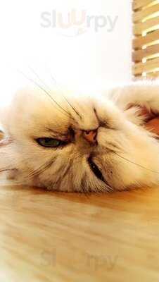 Workshop Coffee Space & Cathouse