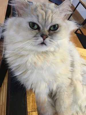 Workshop Coffee Space & Cathouse