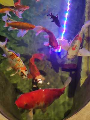 Pizza House By Somprasong Guesthouse