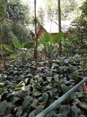 ร้านอาหาร เขาสกริเวอร์ไซด์คอทเทจ