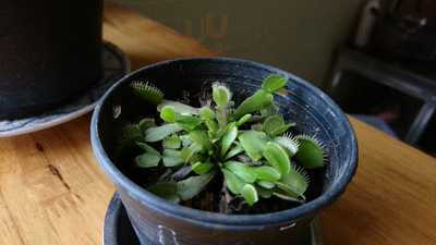 น้ำเงี้ยว ข้าวซอย แม่สุณี