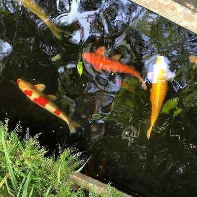 คาเฟ่ เดอ ฟอเรส 