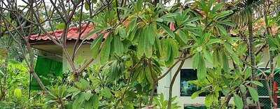 ไก่ย่างปรีชา