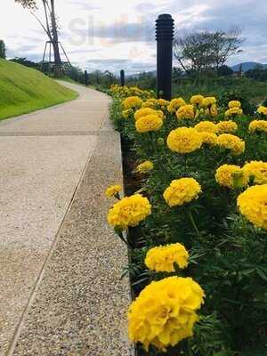 ห้องอาหารบลอสซั่ม