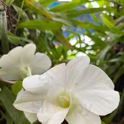 ร้านอาหาร หมอมูดง