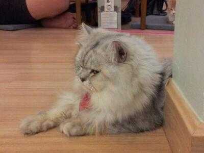 แมวมอธ แคท คาเฟ่