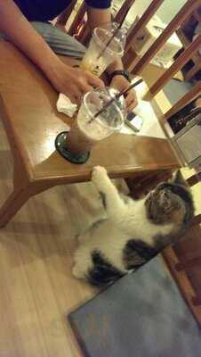 แมวมอธ แคท คาเฟ่