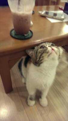 แมวมอธ แคท คาเฟ่