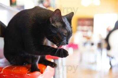 สวัสดีเชียงราย แคทคาเฟ่