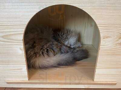 แคท แอนด์ อะ คัพ แคท คาเฟ่