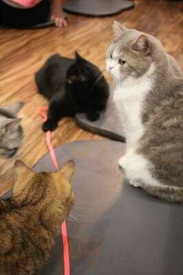 แคท แอนด์ อะ คัพ แคท คาเฟ่