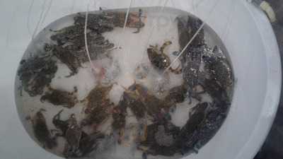 พรานทะเล ซีฟู๊ด กระบี่