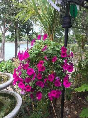 กาแฟ มอคค่า พอต