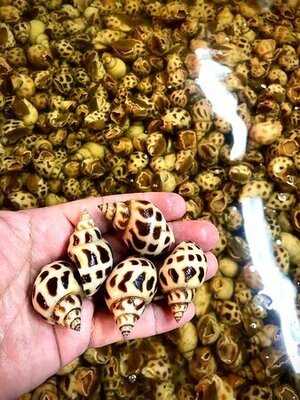 ภูเก็ตซีฟู้ด เชียงใหม่