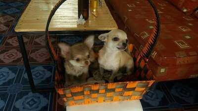 ร้าน อังเคิ้ลจา