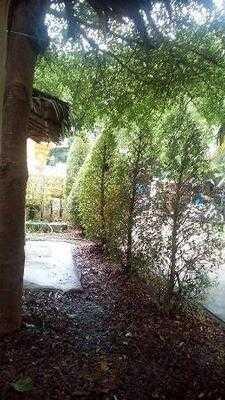 เนื้อต้มบ้านสิงห์