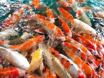 โอ่งข้าวโอ่งน้ำ