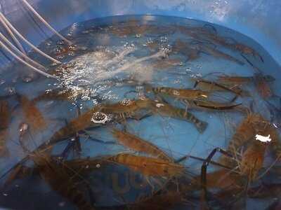 ครัวป้าสาว เขาตะเกียบ