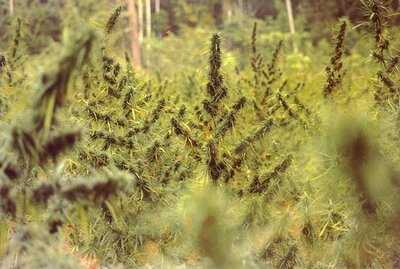 ร้านอาหาร จามจุรี