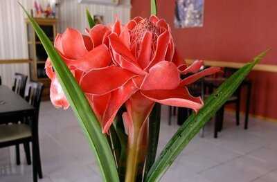 Apricot House , Inspire Star Co., Ltd