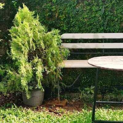 แคร์รอตบนดวงจันทร์