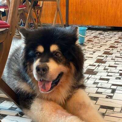 คาเฟ่หมาใหญ่ใจดี