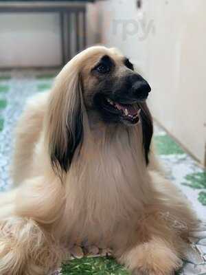 คาเฟ่หมาใหญ่ใจดี