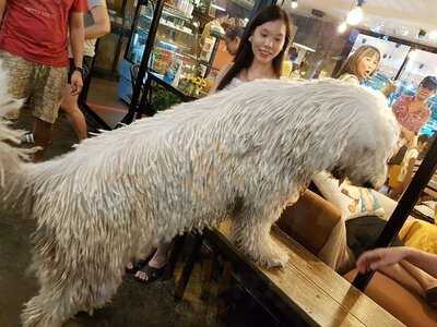 คาเฟ่หมาใหญ่ใจดี