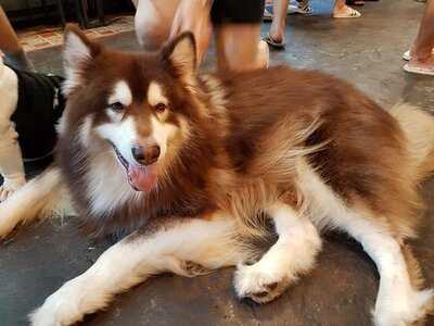 คาเฟ่หมาใหญ่ใจดี